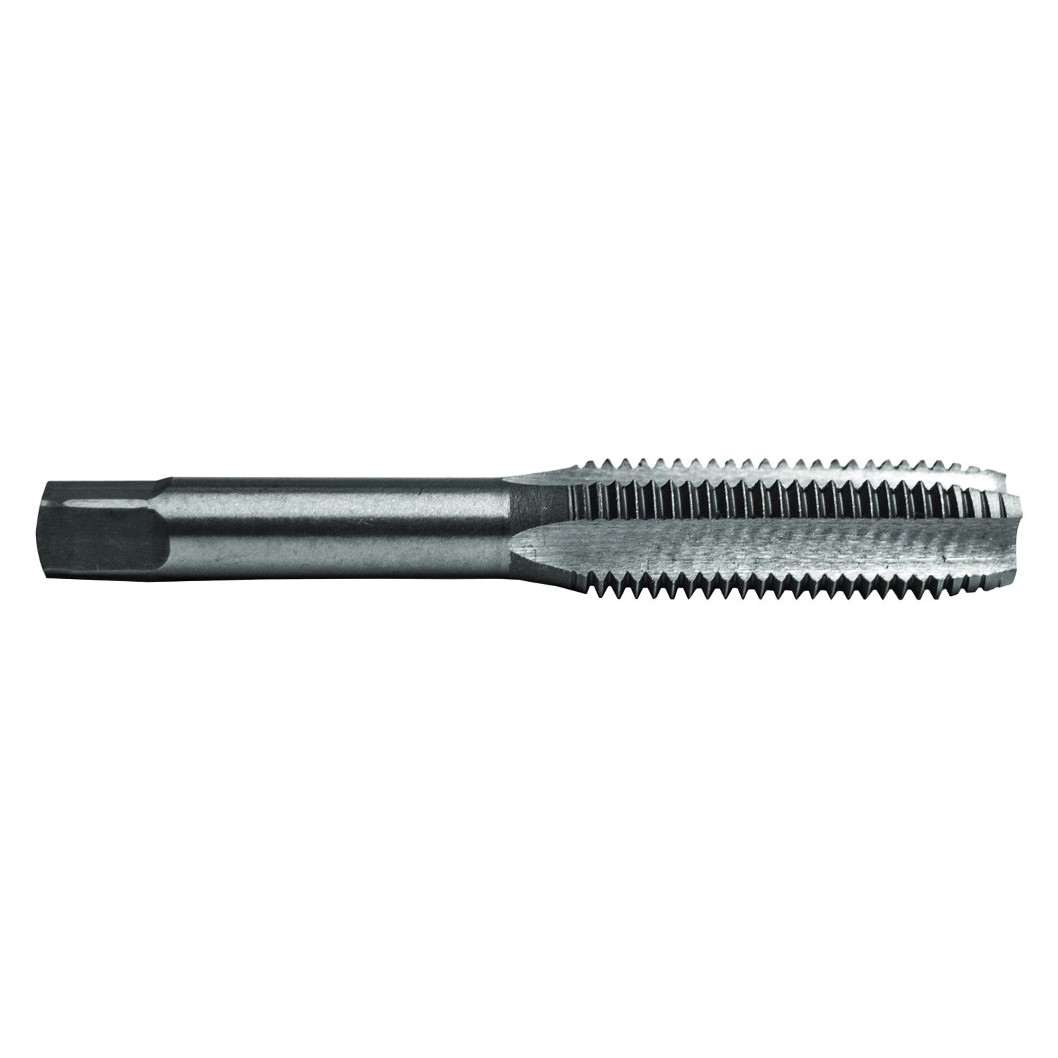 EMP サンセベリア Yard Pi Rune / SA389 31TjR6CMAvL.jpg_BO30,255,255,